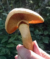 Gymnopilus spectabilis .